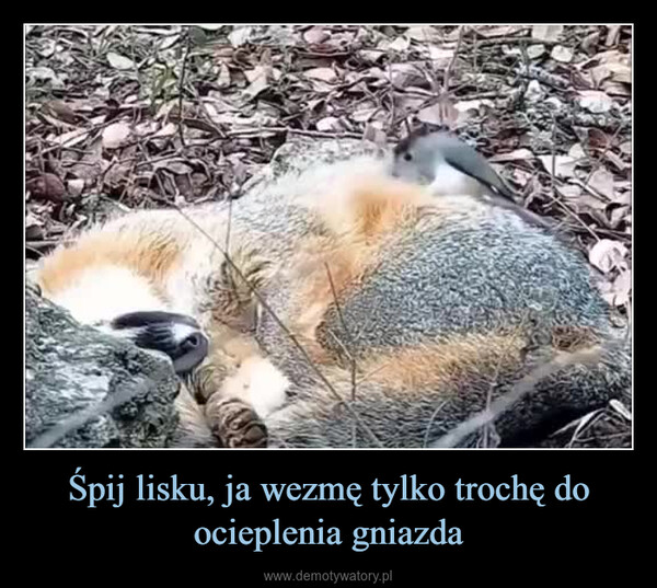 Śpij lisku, ja wezmę tylko trochę do ocieplenia gniazda –  
